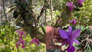 Orquídeas do cerrado: Cattleya walkeriana, uma paixão nativa️️