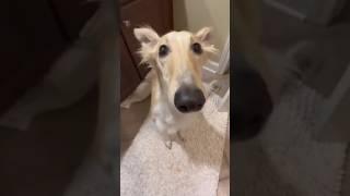 didn't i do it for you #borzoi #dog #video #real