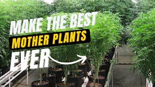 How To Grow Cannabis Mother Plants