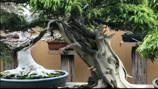 YUK INTIP INDAHNYA KOLEKSI BONSAI JEPANG MASTER KUNIO KOBAYASHI‼️