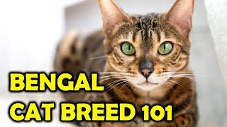 Bengal Cat Breed 101 Everything You Need To Know/All Cats