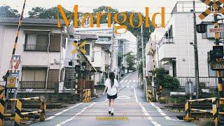 Marigold Covered by GAEUL