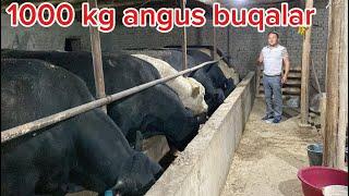 1000 kg Angus Buqalarni boqish sirlari arzon uslubda 906288780 Obuna bôling