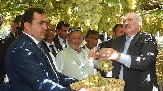 Президенты Беларуси и Таджикистана посетили виноградники и продегустировали урожай
