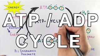 Mechanism of  ATP/ADP Cycle