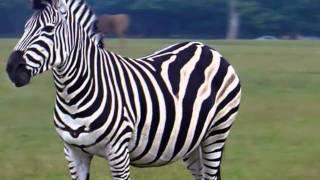 pictures of zebra