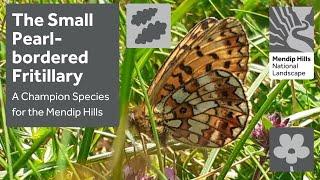 Small Pearl-bordered Fritillary - a Champion Species for the Mendip Hills