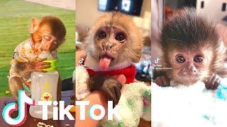 Adorable Baby Monkeys - Cutest Monkeys On Tik Tok | Tik Tok Animals