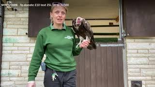 Meet Eric, our hooded vulture!