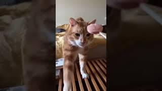 Cute cat  #funny #shortvideo #foryou #cat #cute #cutecat #funnyvideo