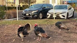  NYC Live: Staten Island Turkey Hunt!  - 11/27/24