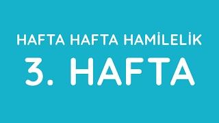 3.Hafta - Hafta Hafta Gebelik - Hamilelik | Anneysen.com