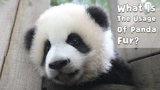 What Is The Usage Of Panda Fur? | iPanda