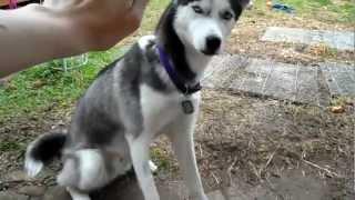 Diesel husky: Doing tricks