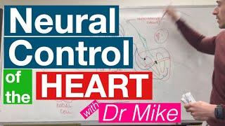 Neural Control of the Heart | Cardiology