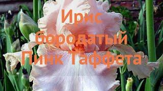 Ирис бородатый Пинк Таффета (iris pink taffeta)  обзор: как сажать, саженцы ириса Пинк Таффета