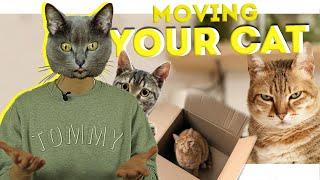 MOVING TIPS | MOVING YOUR CAT | MOVING HACKS 2021