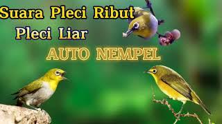 Suara pleci ribut untuk pikat pleci liar auto nempel