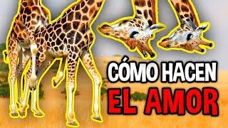 cómo HACEN el AMOR los ANIMALES | Extraños hábitos de APAREAMIENTO 