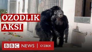 Озодлик таъми: Бир умр тутқунликда яшаган маймун ташқарига чиқди BBC News O'zbek