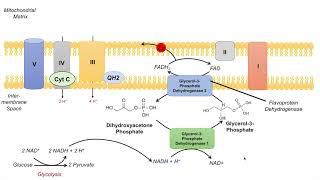 Glycerol-Phosphate Shuttle | NADH, Electron Transport Chain and ATP Yield