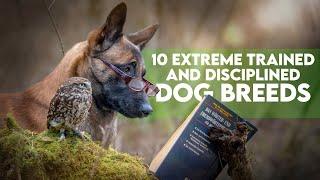 10 Extreme Trained and Disciplined Dog Breeds