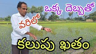 వరిలో ఒక్క దెబ్బతో కలుపు ఖతం|successful     herbicides in paddy|by karshaka nestham