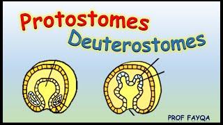 Protostomes Vs Deuterostomes