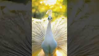 The Beauty Side of Peacock Breeding You Won't Believe! #automation #ai #shorts