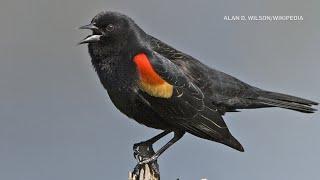 Beware of Pete, the dive-bombing bird in Ottawa