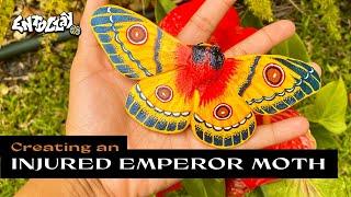 Creating an Injured Emperor Moth