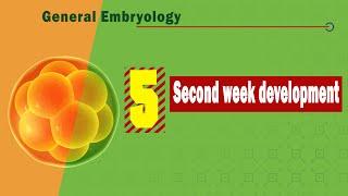 𝟎𝟓. 𝐒𝐞𝐜𝐨𝐧𝐝 𝐰𝐞𝐞𝐤 𝐨𝐟 𝐝𝐞𝐯𝐞𝐥𝐨𝐩𝐦𝐞𝐧𝐭 2️⃣(التطور الجنينى فى الأسبوع الثانى)