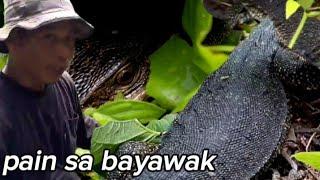 bayawak na Kumakain ng isda sa Pala isdaan