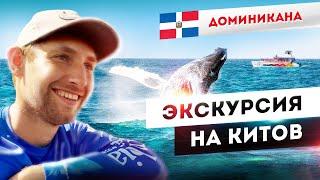 Экскурсия на китов в Доминикане