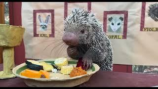 Rico's Thanksgiving Feast -  Cincinnati Zoo