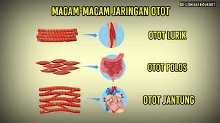 APA BEDANYA OTOT LURIK OTOT POLOS DAN OTOT JANTUNG?