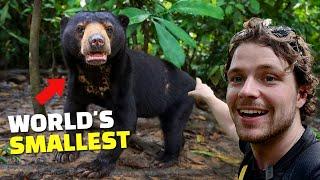 Meet the World’s Smallest Bear in Borneo