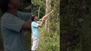 dacullo brothers bird sound frank viral reels #youtubeshorts #dacullobrothers#viral#kmjs #birdsounds