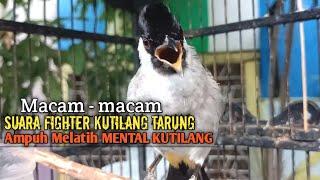 Suara Burung Kutilang Gacor ASLI Tanpa isian, Ampuh untuk Pikat Kutilang bikin kutilang Ribut gacor