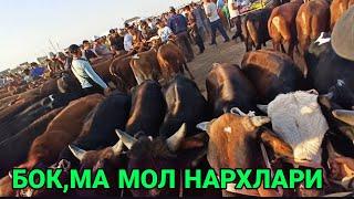 МОЛ НАРХЛАРИ! КАРШИ МОЛ БОЗОРИ 25 ИЮЛЬ 2022 QARSHI MOL BOZORI NARXLARI