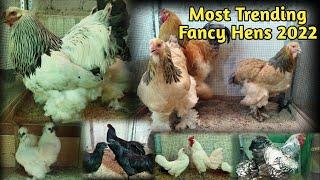 Visit Top Quality Fancy Hens Setup in karachi || Ayam cemani || Brahma||Silkie ||Sussex ||B4BIRDS