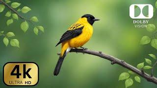 4K Ultra HD Birds Video: Nature Documentary.  #4k #4kvideo#8kultrahd #birds#4kresolution#foryou