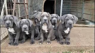 Blue Color Cane Corso Puppies #canecorso #puppies