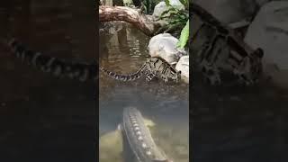 SHOWDOWN! Jaguar vs King Sturgeon #wildlife #wildanimals #wildanimal #fishing