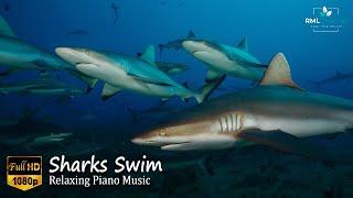 Sharks Swim In Ultra HD - Sleep MusicPiano MusicRelaxing MusicHealing MusicStress Relief Music