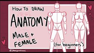 How To Draw Male vs Female Bodies [Basic Anatomy 2]