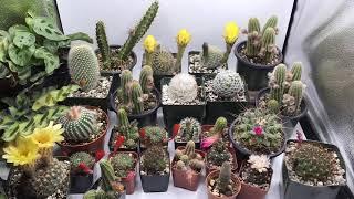 Cacti Bloom Time Lapse Extended video