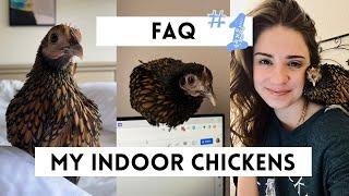Q&A about my INDOOR PET CHICKEN (part 1)