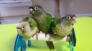 6 week old Green Cheek Conures -- Beauty, Kiwi, and Dill