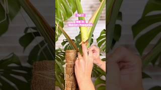 Part 2 | How-To: Monstera Propagation #plants #monstera #plantpropagation #propagation